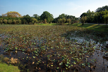 The lotus flowers pond in Taiping Lake Garden, Malaysia - Old decaying lotus pood in Taiping Lake Garden