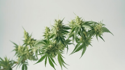 Fototapeta premium Marijuana leaves for medicinal uses