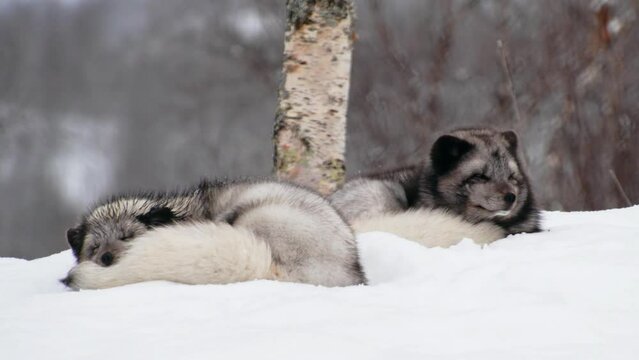 A couple of two Arctic foxes (Vulpes lagopus) Sleeping together on snow in Norway.