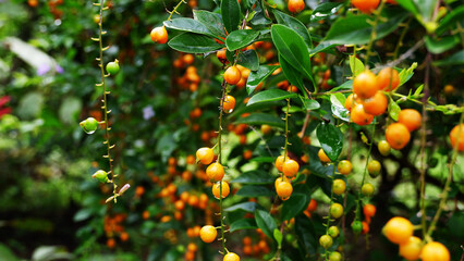 orange tree with fruits