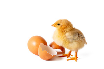 Obraz premium Little newborn yellow chicken standing near egg