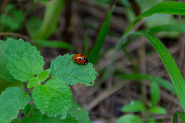 Little ladybug crawling on the grass