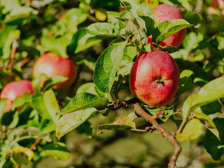 Farmer picking fresh organic apples in orchard plantation Healthy juicy fruits growing on branch in the garden in Carpathian mountains Ukraine, Europe. Local food home produce harvest concept.