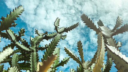 Low angle cactus The background is the sky.