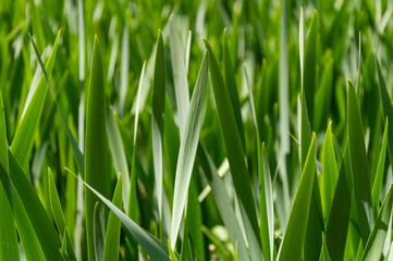 Very beautiful grass on a sunny spring day