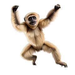  a Gibbon monkey dancing isolated on white background