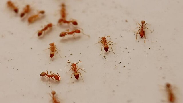 group of ants eating leftover food on the floor, macro ants or close up. stock video