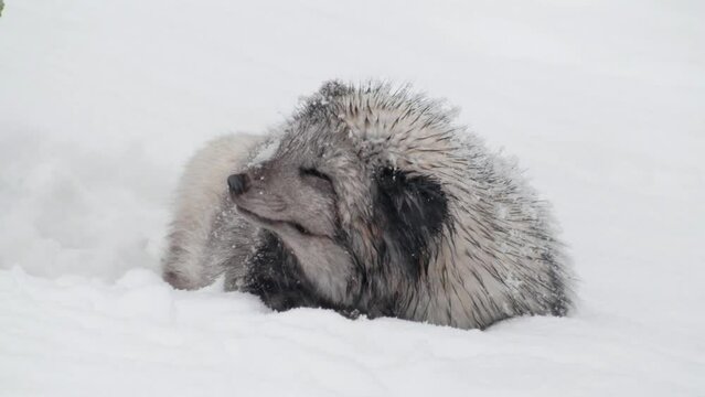 An Arctic fox (Vulpes lagopus) cleaning snow from her body.