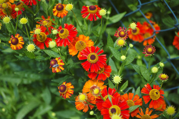 Red Helenium autumnales (common sneezeweed) flowering in a garden near a chain link fence