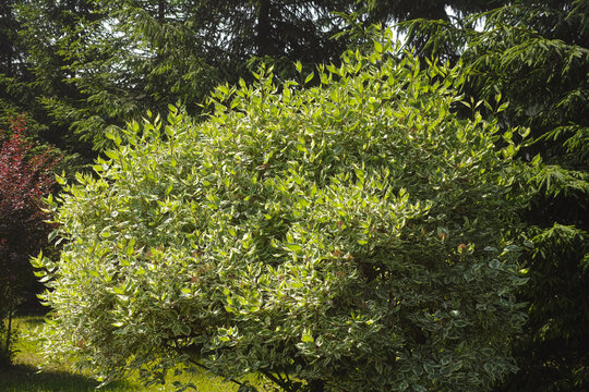 Cornus bush growing in park.