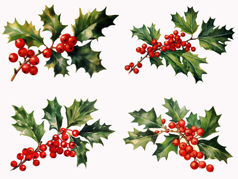 Watercolor holly berries on branches set vector illustration design clipart isolated on a white background. 