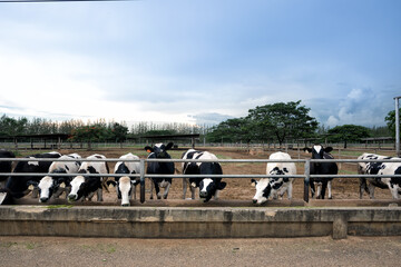Stunning cow yard landscape