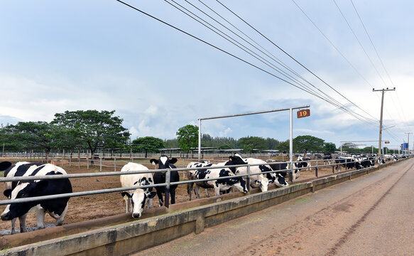 Stunning cow yard landscape