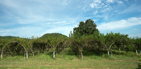 Agriculture of wine grapes in PB Valley Khao Yai, Northern Thailand.