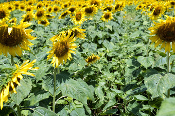 Field of blooming sunflowers 
