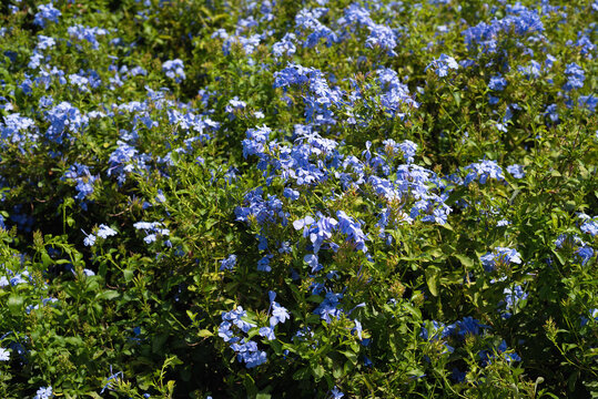 Image of Blue Plumbago - blue plumbago or Cape plumbago, is a species of flowering plant in the family Plumbaginaceae, native to South Africa.