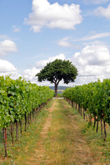 Fototapeta na wymiar Blick durch eine Weingartenzeile auf einen Kirschbaum 