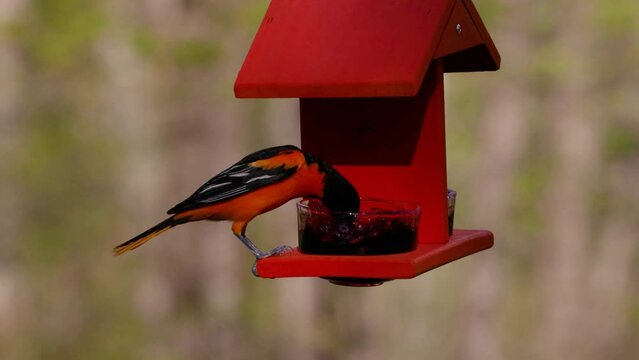 Two Baltimore orioles (Icterus galbula) eating grape jelly from a feeder in early spring.

