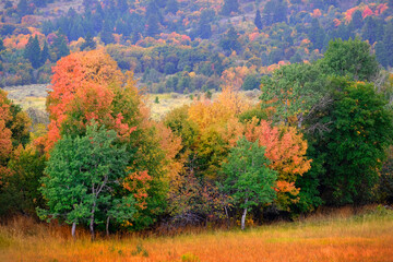 Obraz premium Fall Trees in Field with Mountains in Background