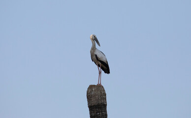 Asian openbill stork perched on a tree