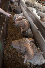 Animal feeding at Primo Piazza, Italian architecture in Khao Yai, Thailand
