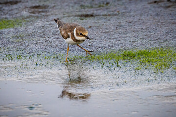 The little ringed plover (Charadrius dubius) is a small plover.