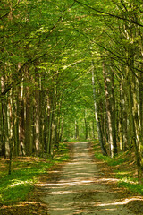 beautiful forest near Krutyń in Poland