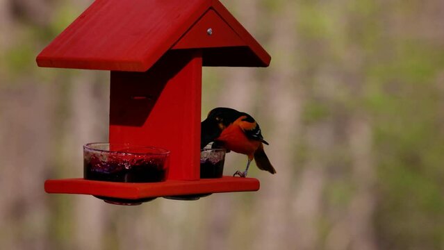 Baltimore oriole (Icterus galbula) eating grape jelly from a feeder in early spring.
