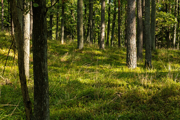 beautiful forest near Krutyń in Poland