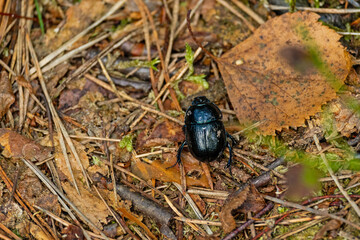 big black bug in a forest