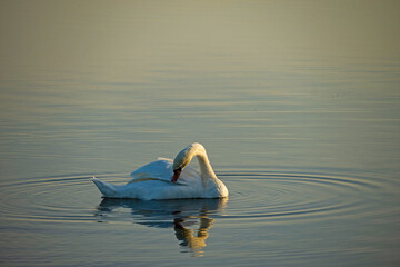 single white swan on lake Ros near Pisz in Poland