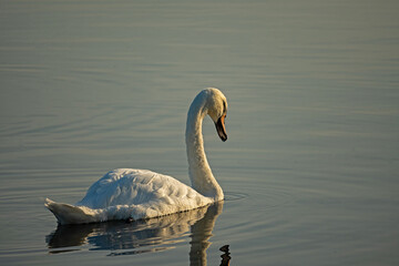 single white swan on lake Ros near Pisz in Poland