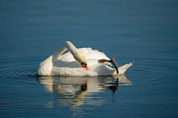 single white swan on lake Ros near Pisz in Poland
