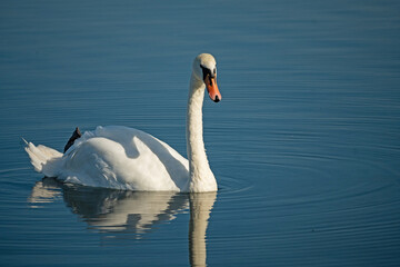 Fototapeta premium single white swan on lake Ros near Pisz in Poland