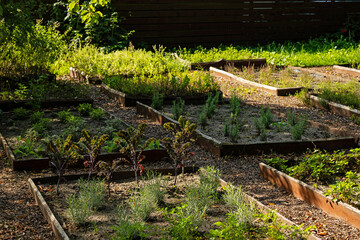 wild growing traditional garden in Poland