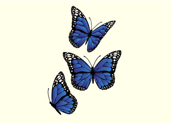 butterfly isolated on white