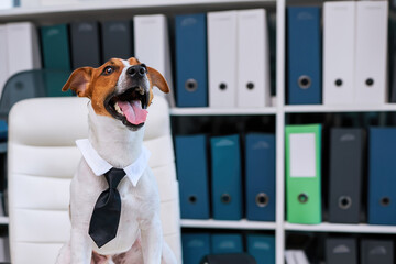 Dog jack russell terrier in glasses and a tie sits at a desk