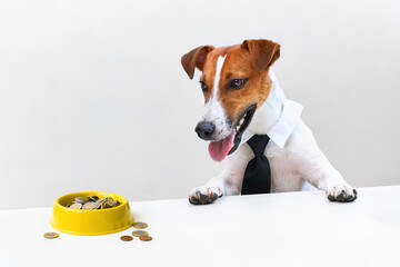 A Jack Russell Terrier dog wearing a tie looks at his food bowl filled with money.