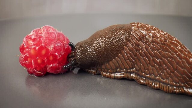 Time lapse video. Spanish slug, arion vulgaris, eats raspberries. A Spanish slug eating a berry in fast motion on a gray background. Spanish slug is one of the most invasive species in the world. 4k