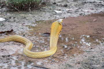 Venomous snake dangerous. Behind the hood of Equatorial spitting cobra gold color (Naja sumatrana) on wet muddy ground and puddle of Thailand.