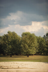 Fototapeta premium Trees in a grassy field below a blue sky in sunlight at fall. View of a Treeline in autumn. Beautiful trees and green leaf.