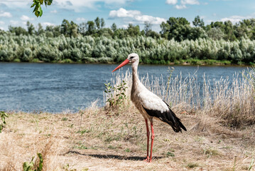 Beautiful stork on the river shore in summertime