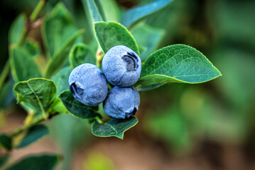 Blueberry. Fresh berries with leaves on branch in a garden.