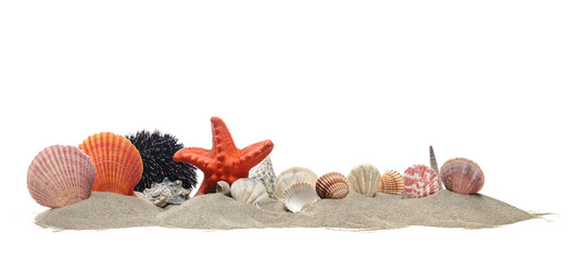 Sea shells, starfish and sea urchin in sand pile isolated on white, side view