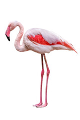 Portrait of pink flamingo on white background