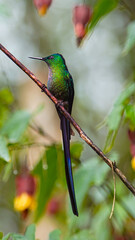 Fototapeta premium hummingbird in flight