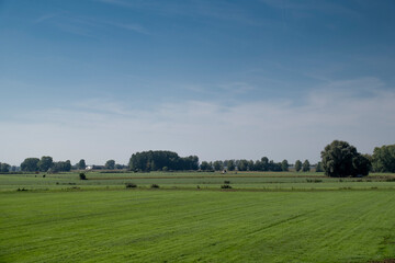 Grassland in a nature reserve in a Dutch polder in the province of North Brabant. In the background...