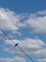 Obraz premium Birds on power lines with blue sky