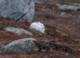 Arctic hare in the wild