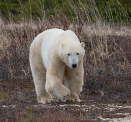 Polar bear in the wild